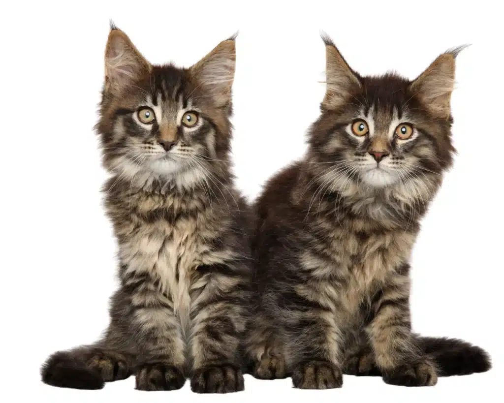 two beautiful healthy maine coon kittens