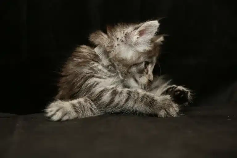 Maine Coon Cat in a Garden Representing Health and Wellbeing