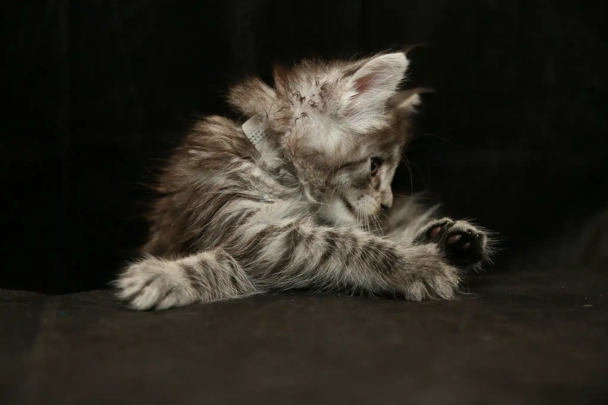 Maine Coon Cat in a Garden Representing Health and Wellbeing