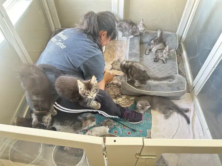 Maine Coon Kittens Playing with Caretaker