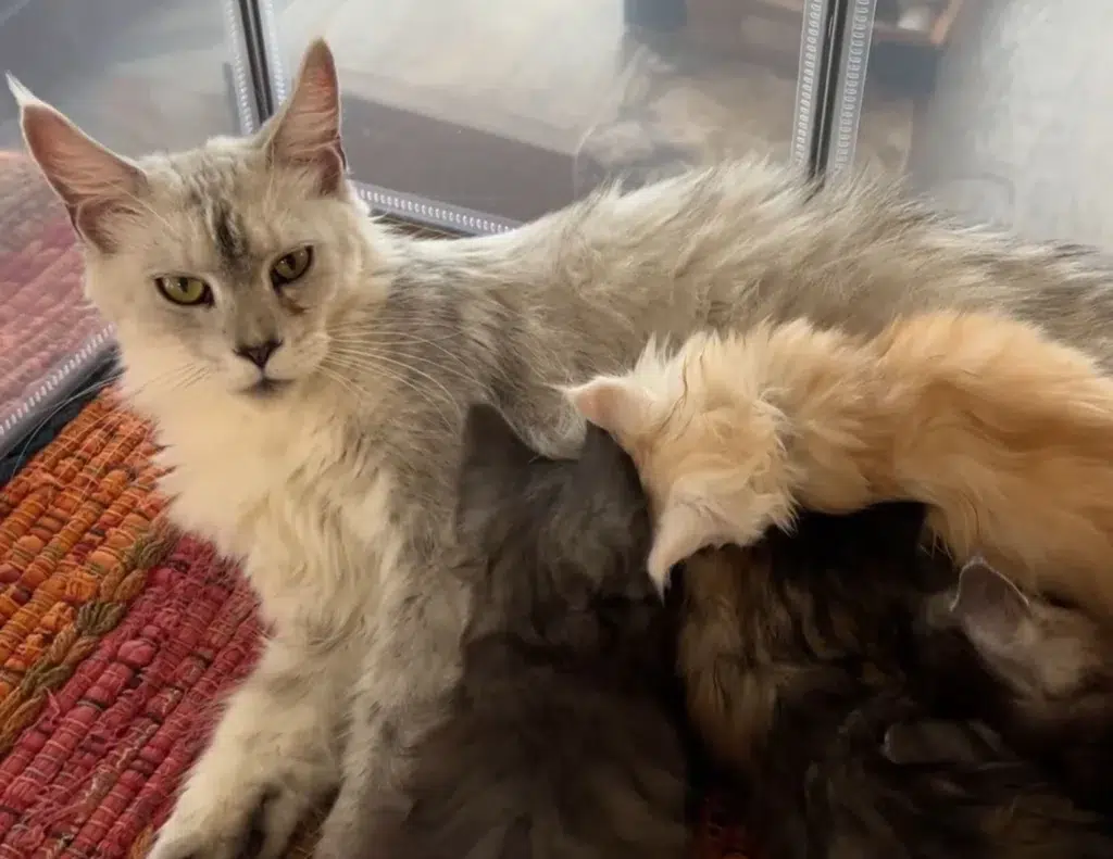 11 a Silver Maine Coon Mother Cat Lies on a Multicolored Woven Mat Nursing a Litter of Kittens in Various Shades Including Cream Gray and Brown the Mother Cat Looks Toward the Camera with Relaxed Alert Eyes