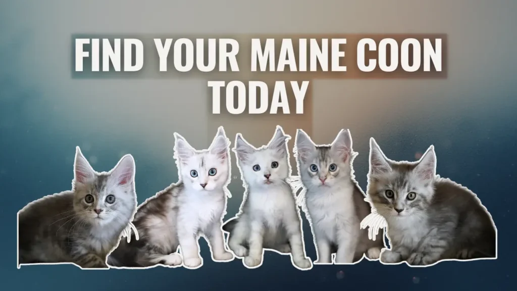 Group of Maine Coon kittens from Bellspurr sitting in a row under the text “Find Your Maine Coon Today” on a soft gradient background.