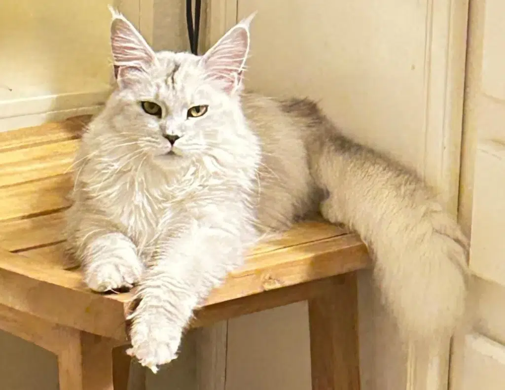 2 a Fluffy Silver Maine Coon Cat with Expressive Yellow Green Eyes and Large Tufted Ears Lies Stretched out on a Wooden Bench Looking Directly at the Camera