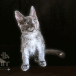 Black Smoke - Blue Smoke