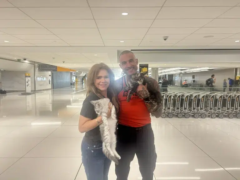 4a7f927b 5d52 452c Aa65 2996f9fc8fdcwebp Bellspurr Cattery Delivers Two Maine Coon Kittens to Denver