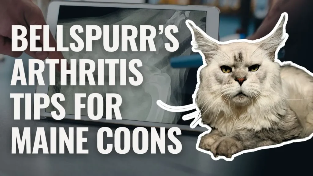 A veterinary-themed graphic showing a tablet displaying a cat X-ray, alongside an outlined image of a white Maine Coon cat with green eyes. Bold text reads “Bellspurr’s Arthritis Tips for Maine Coons.”