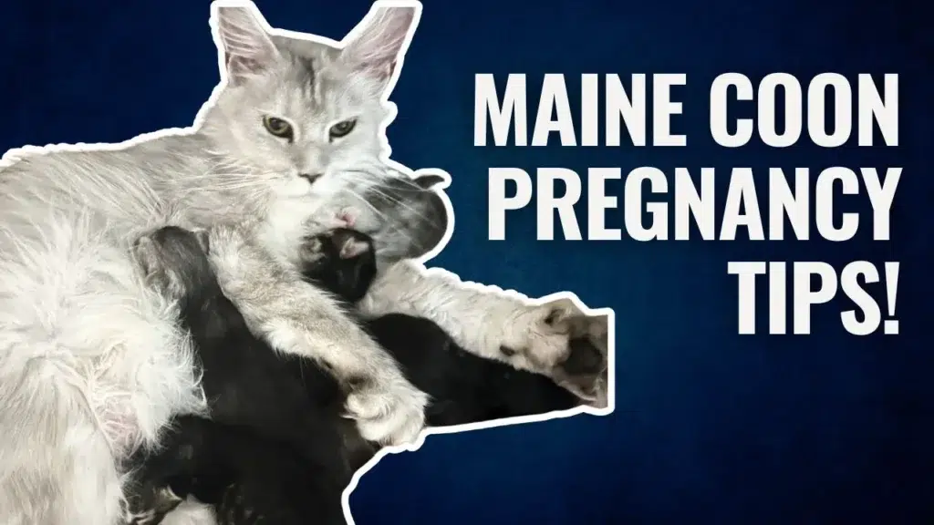 A light-colored Maine Coon mother cat is lying down nursing several newborn kittens. The image has a dark blue background with large white text reading “Maine Coon Pregnancy Tips!”
