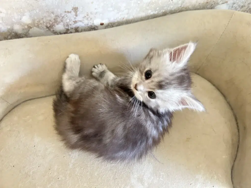 Maine Coon Kitten Near Me
