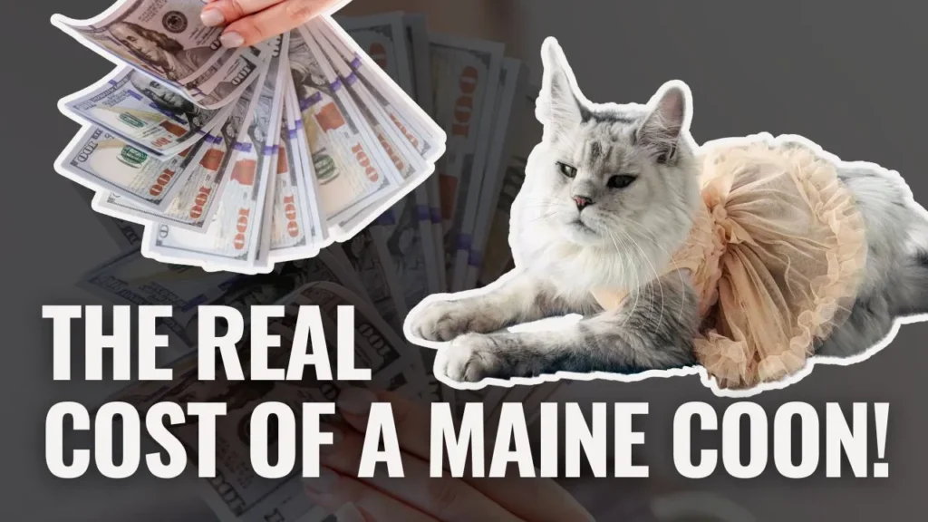 Gray Maine Coon cat wearing a peach tutu laying beside a fan of hundred-dollar bills with the text “The Real Cost of a Maine Coon!” across the image.