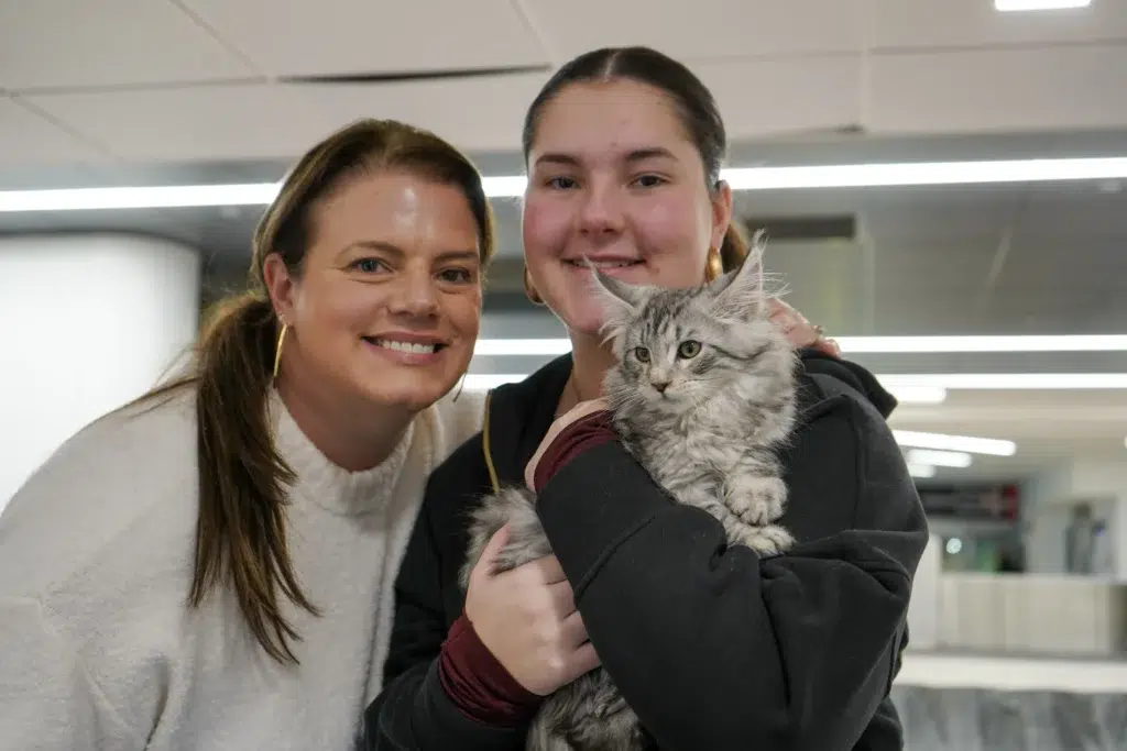 844478a0 28ab 4b80 A551 2607d7ee0014webp Adult Maine Coon Illustrating Its Sociable and Affectionate Temperament
