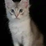 Blue-Eyed (DBE Lines)