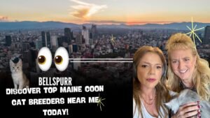 Top Maine Coon Cat Breeders Near Me