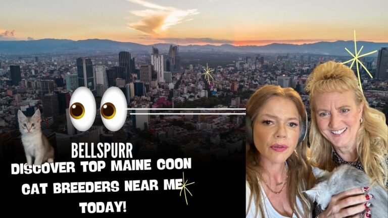 Top Maine Coon Cat Breeders Near Me