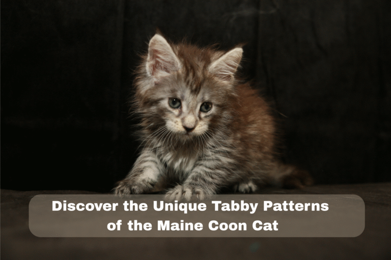 Maine Coon Tabby Patterns