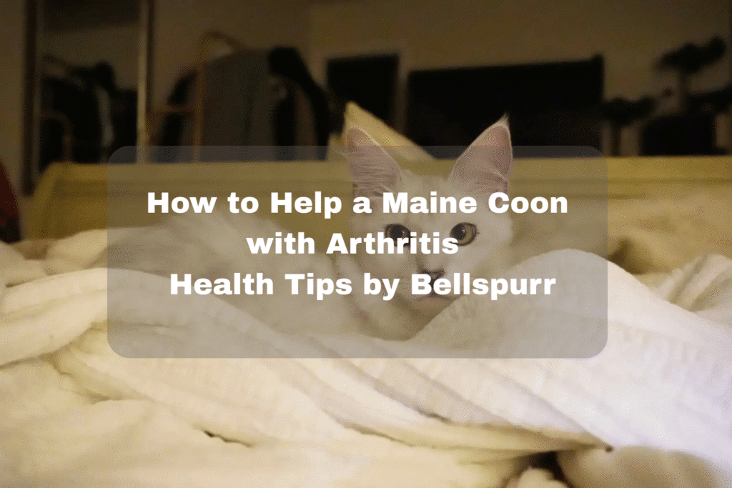 Maine Coon cat resting on a blanket with overlay text about arthritis health tips from Bellspurr.