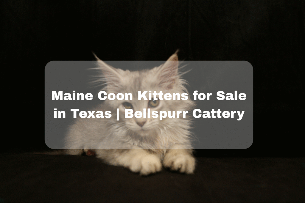 Maine Coon Kittens Texas