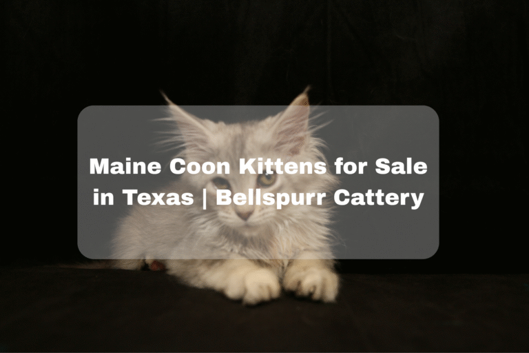 Maine Coon Kittens for Sale Texas  Bellspurr Cattery Maine Coon Kittens Texas