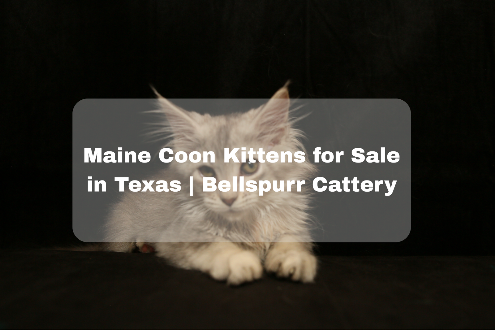 Maine Coon Kittens Texas