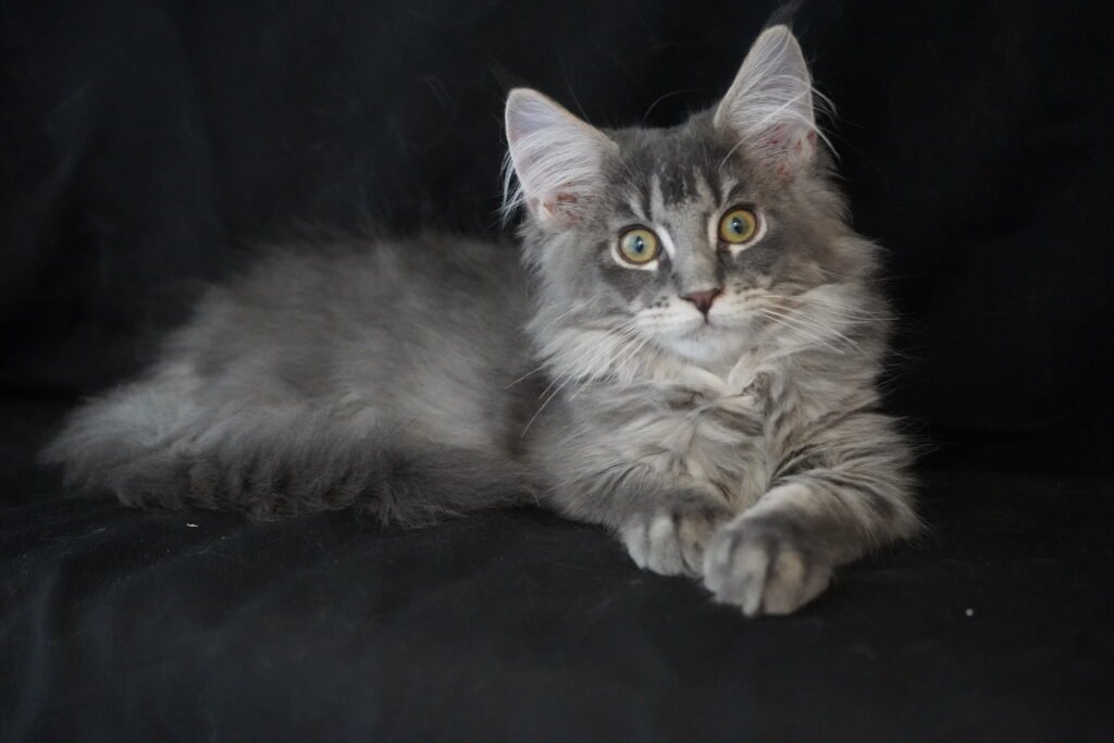Gray Maine Coon Kitten Lying on a Black Background with Paws Crossed and Bright Yellow Eyes Looking Forward