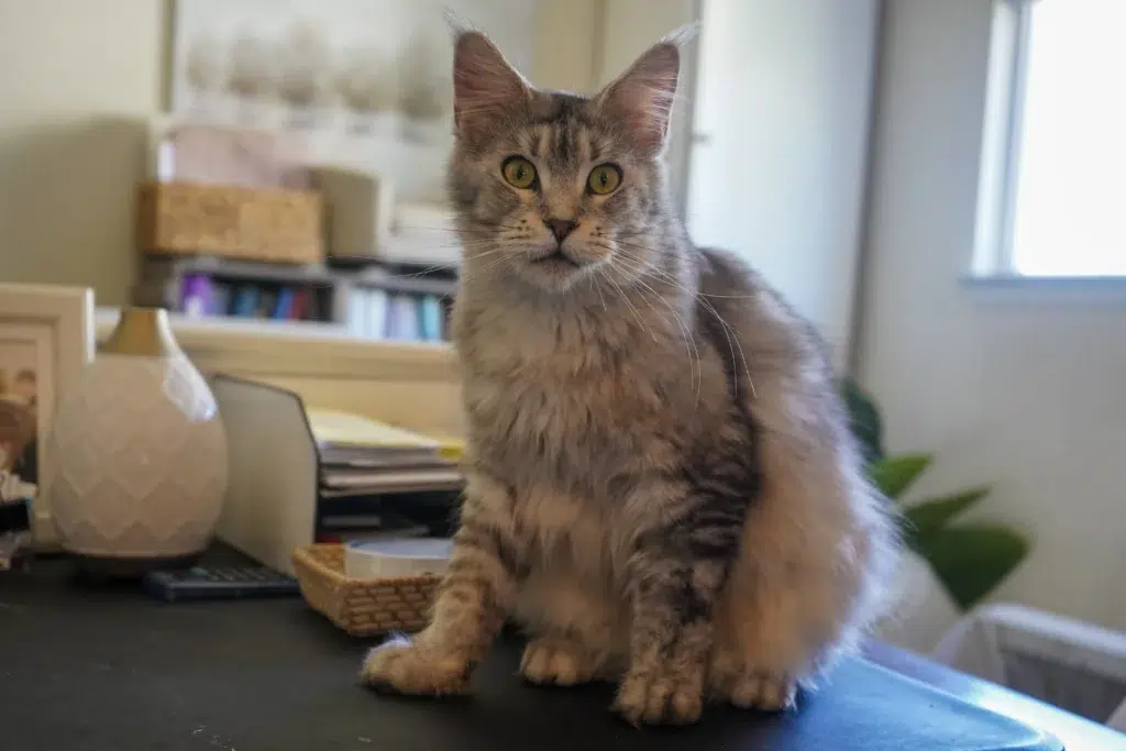 Acfd143b 5295 490a A782 220639b080c0webp Adult Maine Coon Cat Relaxing in a Cozy Living Room Embodying Calm Companionship