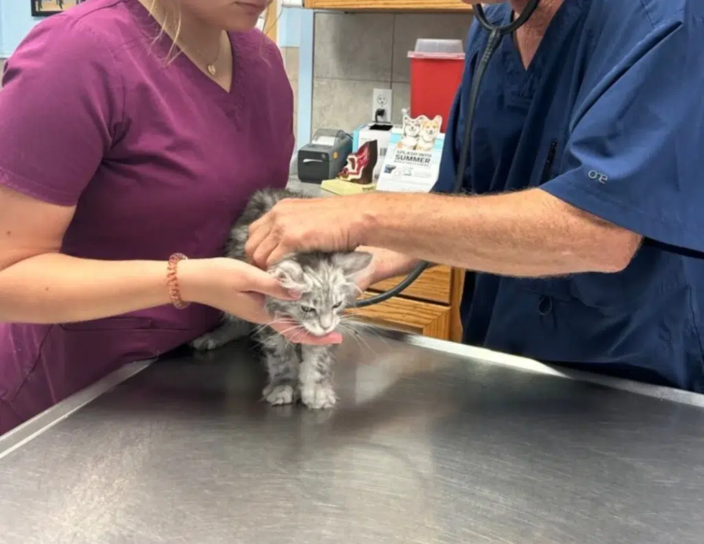 a Gray Maine Coon Kitten is Being Gently Held by a Vet Technician in Purple Scrubs While a Veterinarian in Blue Scrubs Listens to the Kittens Chest with a Stethoscope During an Exam on a Metal Table