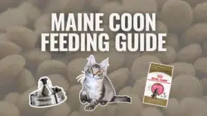 a Graphic with a Background of Close Up Kibble Features Large White Text Reading Maine Coon Feeding Guide Below the Text is an Illustrated Maine Coon Kitten Sitting Upright to the Left of the Kitten is a Stainless Steel Pet Water Fountain and to the Right is a Bag of Royal Canin Maine Coon Cat Food