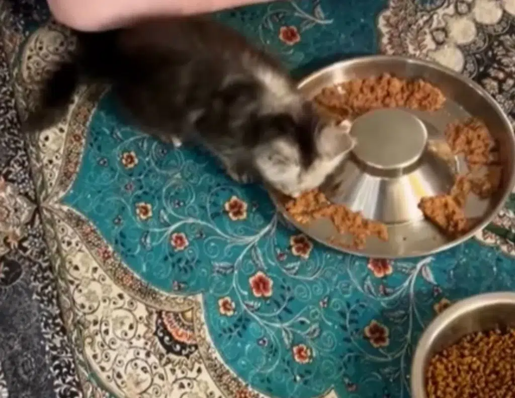a Young Gray Kitten Eats Wet Food from a Circular Stainless Steel Feeding Dish on a Teal and Floral Patterned Mat a Bowl of Dry Food Sits Nearby