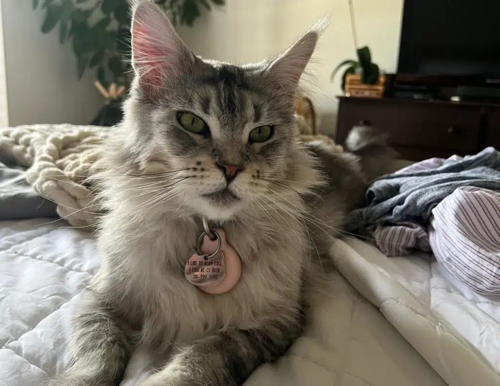 a Fluffy Silver Maine Coon Cat with Green Eyes Rests on a Bed Wearing a Pink Collar and Id Tag the Background Shows a Dresser Folded Clothes and a Houseplant Near a Window