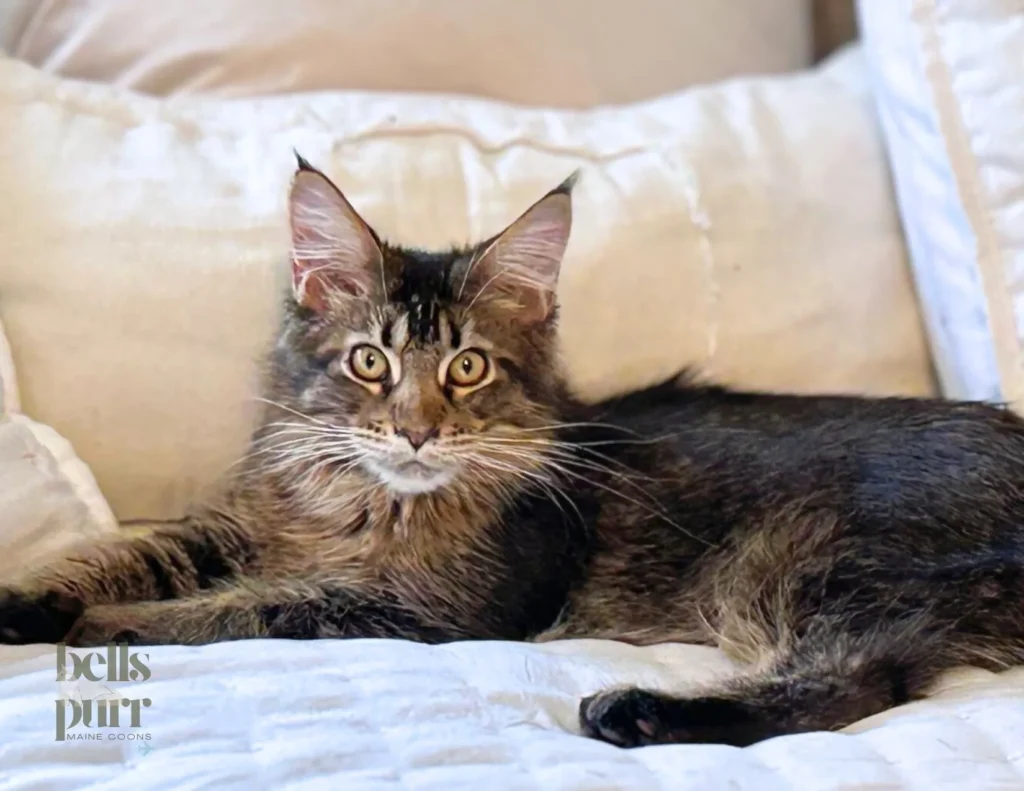 Healthy Maine Coon kittens for sale in various colors and sizes.