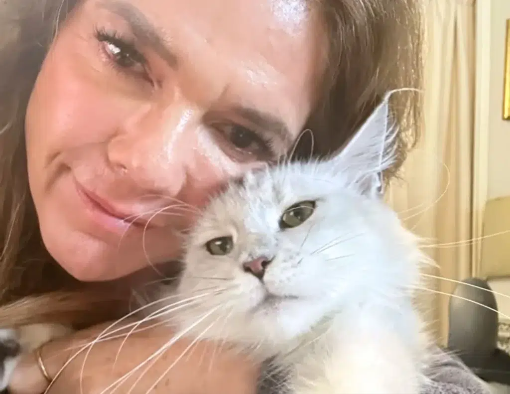 Person Grooming an Adult Maine Coon Cat Showcasing Care and Attention