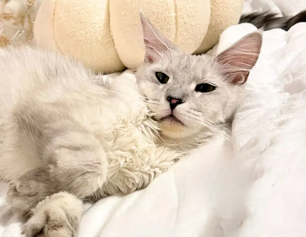 Adult Maine Coon Cat Displaying Gentle Temperament in a Busy Family Setting