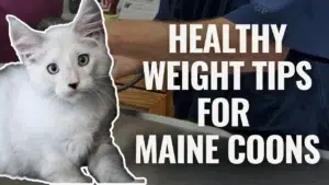 White Maine Coon Kitten Sitting on a Vet Exam Table with a Veterinarians Hands in the Background and Bold Text Saying Healthy Weight Tips for Maine Coons