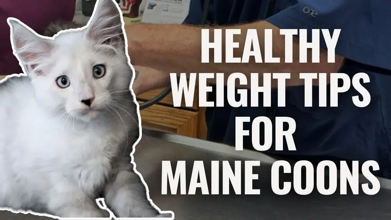 White Maine Coon Kitten Sitting on a Vet Exam Table with a Veterinarians Hands in the Background and Bold Text Saying healthy Weight Tips for Maine Coons