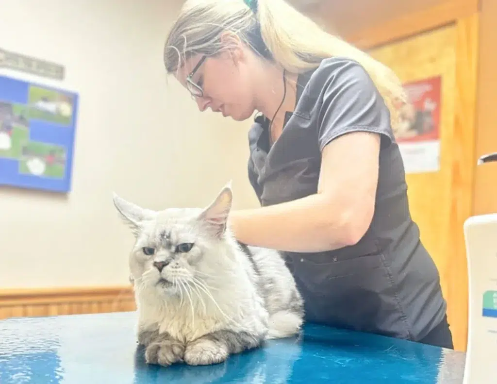 Veterinarian Examining a Large Silver Maine Coon Cat on an Exam Table Inside a Clinic