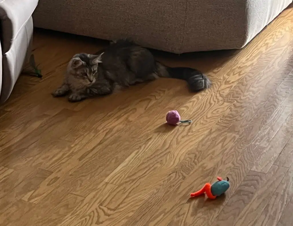 Gray Maine Coon Cat Lying on a Wooden Floor While Watching Cat Toys Scattered Nearby