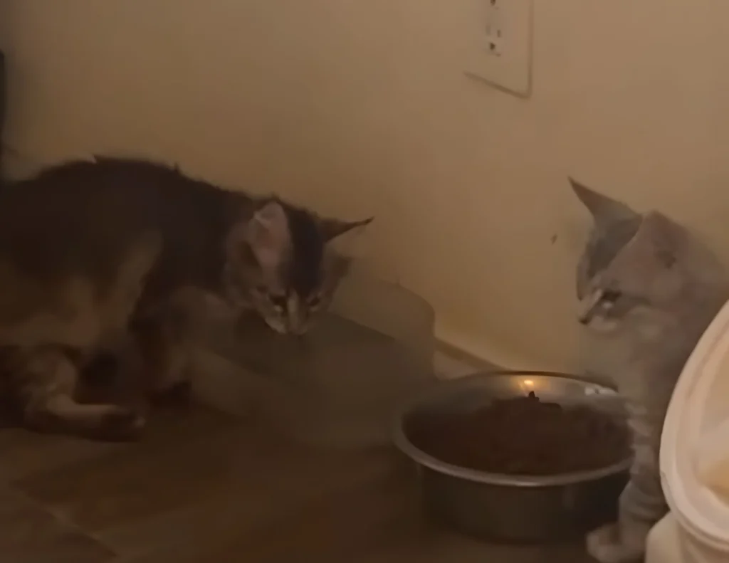 Two Kittens Are in a Corner of a Room Near Their Food and Water One Kitten Darker in Color is Leaning Down to Drink from a Clear Plastic Water Dish the Other Kitten Lighter Gray with Stripes Sits Beside a Metal Bowl Filled with Food and Looks Toward the First Kitten a Wall Outlet is Visible Above Them