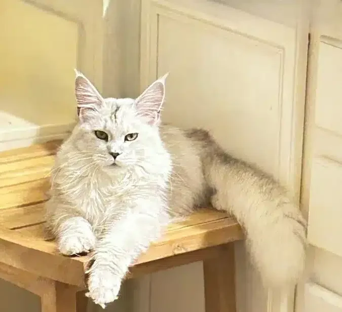 silver-shaded-maine-coon-