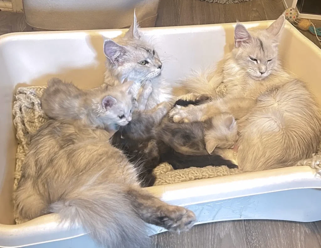 Healthy Maine Coon kittens for sale in various colors and sizes.
