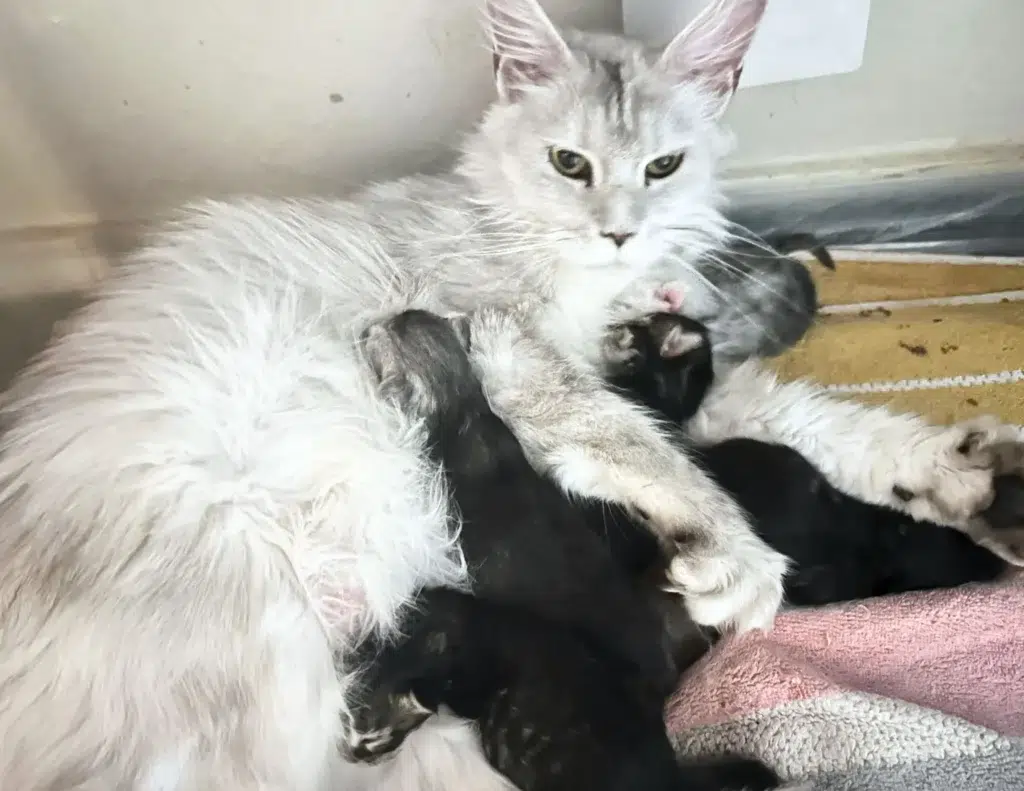 Healthy Maine Coon kittens for sale in various colors and sizes.