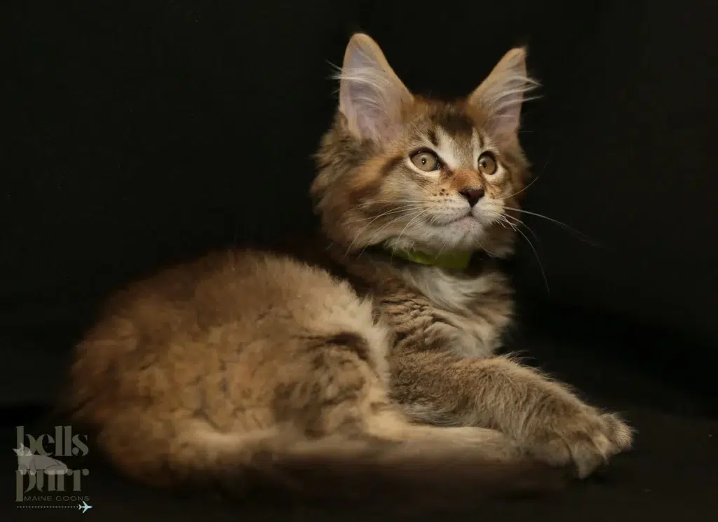 Brown tabby Maine Coon kitten lounging on a black background, looking upward with alert ears and soft, fluffy fur.