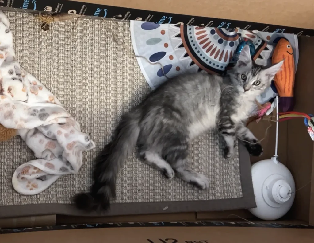 Healthy Maine Coon kittens for sale in various colors and sizes.