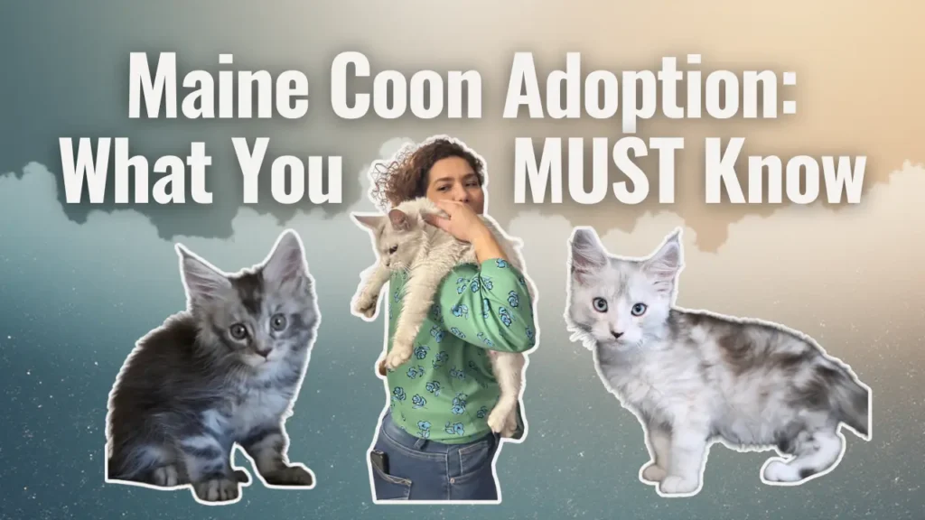 A graphic titled “Maine Coon Adoption: What You MUST Know” displayed in bold white text over a soft, blended cloud background. Below the title, a woman in a green patterned top holds a large light-colored Maine Coon kitten. On each side of her are two cutout Maine Coon kittens—one dark silver tabby on the left and one white-and-silver kitten with blue eyes on the right.