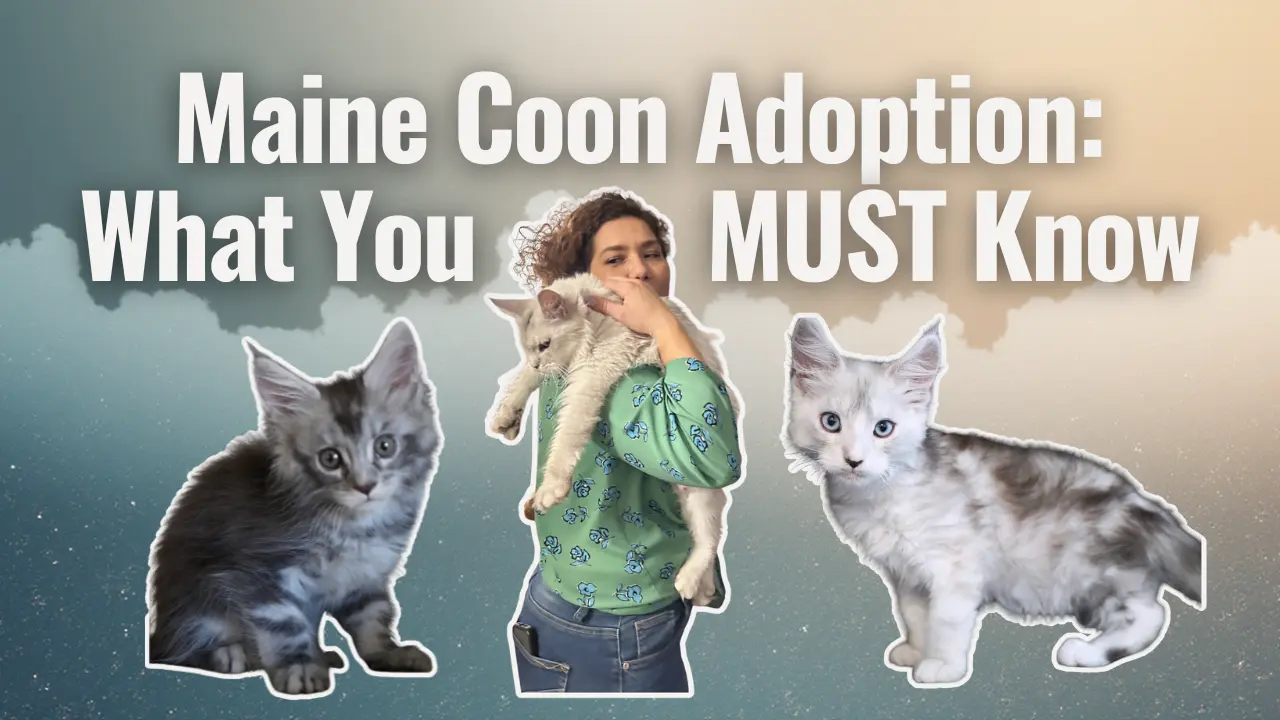 A graphic titled “Maine Coon Adoption: What You MUST Know” displayed in bold white text over a soft, blended cloud background. Below the title, a woman in a green patterned top holds a large light-colored Maine Coon kitten. On each side of her are two cutout Maine Coon kittens—one dark silver tabby on the left and one white-and-silver kitten with blue eyes on the right.