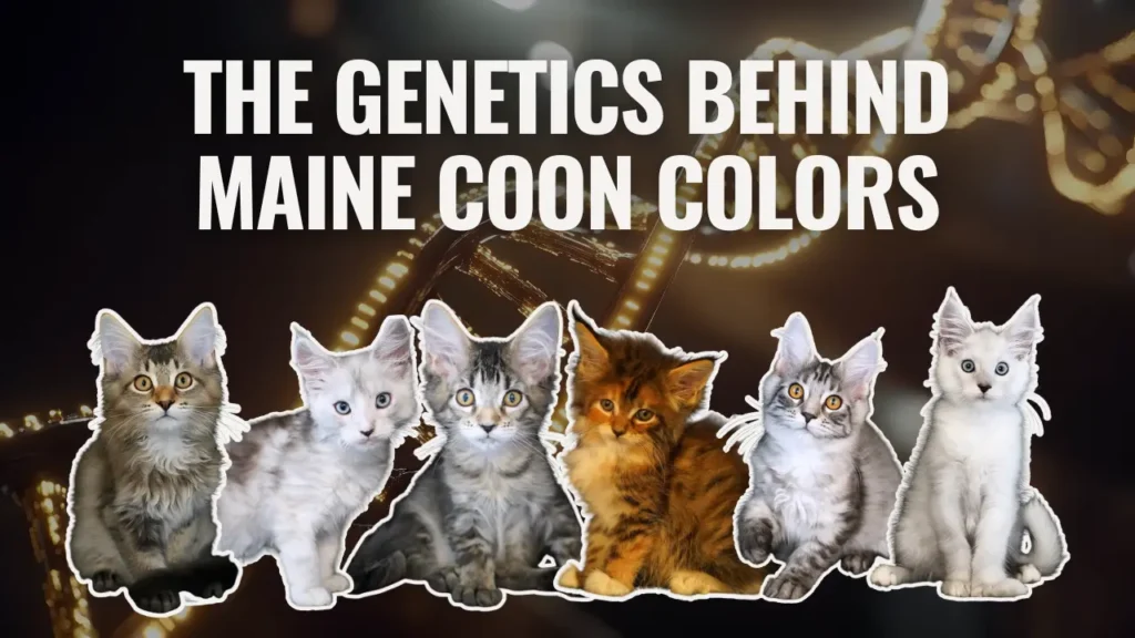 Graphic titled ‘The Genetics Behind Maine Coon Colors,’ featuring six Maine Coon kittens in various coat colors—brown tabby, silver shaded, black tabby, red, silver tabby, and white—arranged in front of a glowing DNA strand background.
