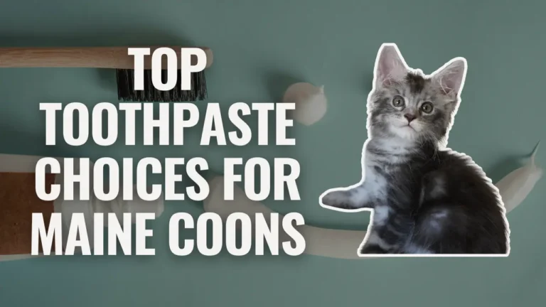 Bellspurr Maine Coons Banner with the Text Blue Eyed Black Silver Shaded in Glowing Script Displayed over a Cozy Dimly Lit Background with Warm Lights and Holiday D&eacute;cor