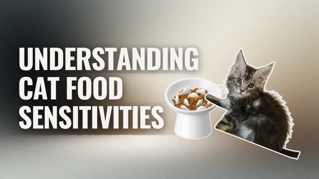 Educational graphic about cat food sensitivities with a Maine Coon kitten and kibble bowl