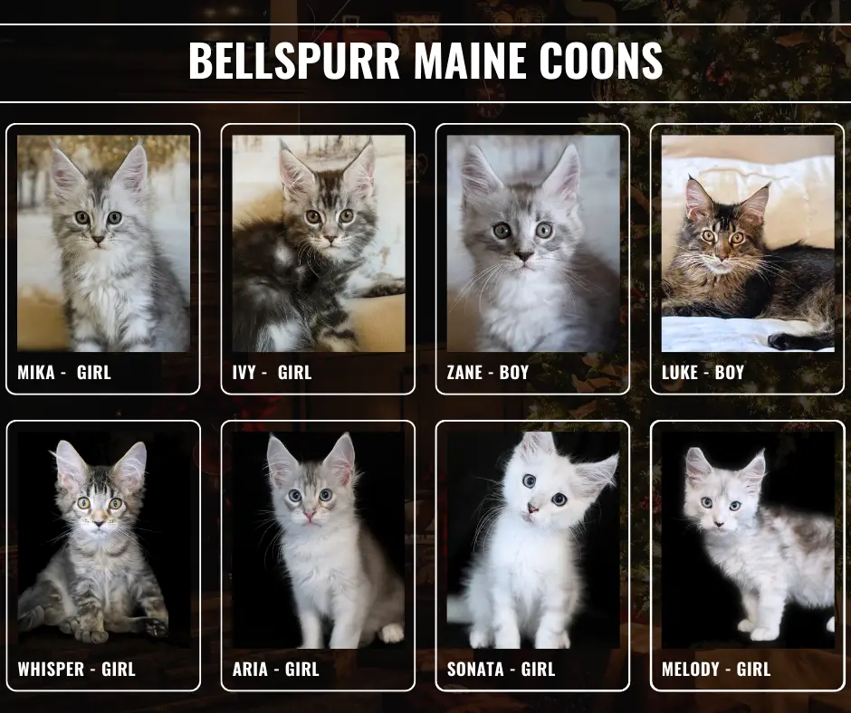 Bellspurr Maine Coon kittens—Mika, Ivy, Zane, Luke, Whisper, Aria, Sonata, and Melody—featured in a kitten availability lineup.