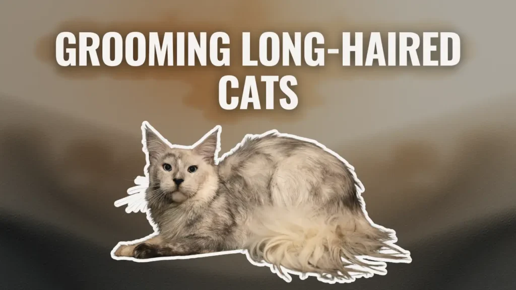 Long-haired Maine Coon cat lying down, representing grooming and coat care for long-haired cats