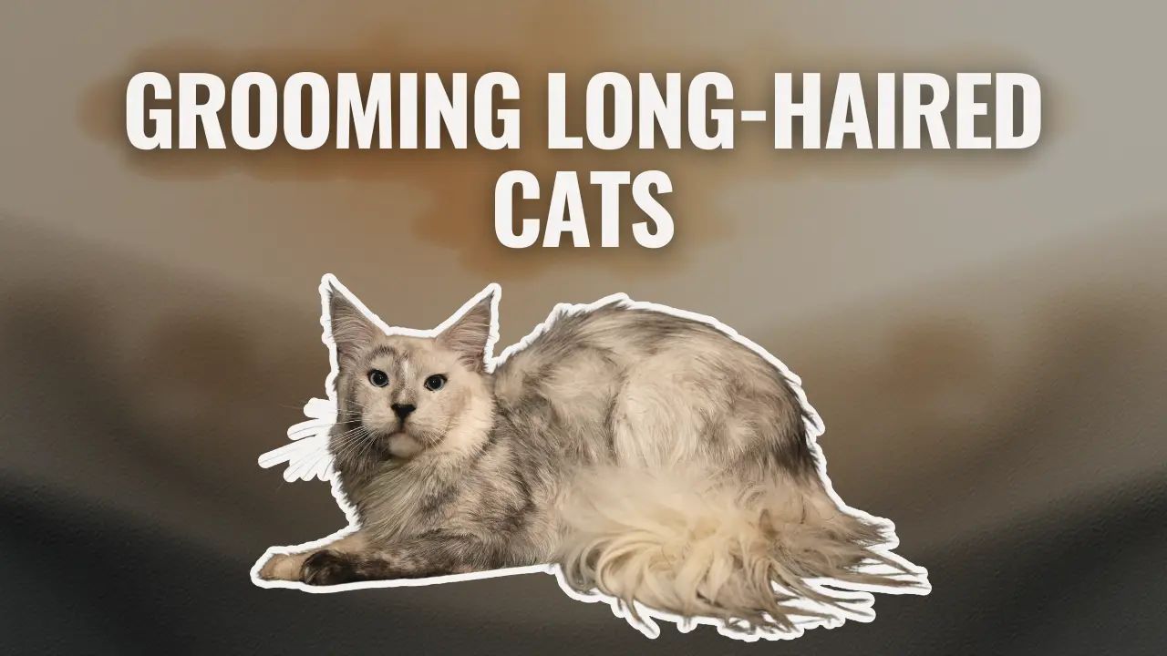 Long-haired Maine Coon cat lying down, representing grooming and coat care for long-haired cats