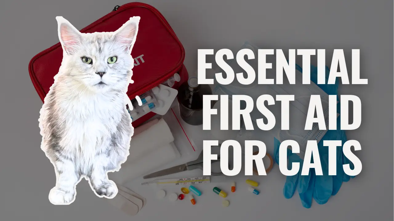 Silver Maine Coon cat standing beside a pet first aid kit with medical supplies, illustrating essential first aid for cats.